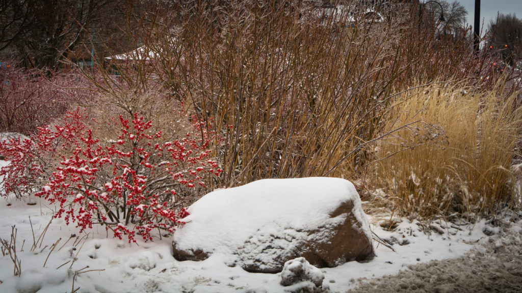 A snowy winter scene featuring a large boulder covered in snow, surrounded by red berry shrubs on the left and tall golden grasses on the right. Bare branches are visible in the background, under a gray sky.