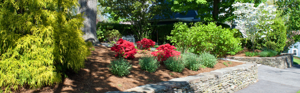 Garden Enhancement 2 A landscaped garden with vibrant red flowers, lush green shrubs, and a variety of trees on a sunny day. A stone retaining wall borders a neatly maintained path on the right.