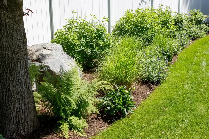 A well-maintained garden bed along a white fence with green shrubs, tall grasses, ferns, and flowering plants beside a mowed lawn and a large rock near a tree trunk.