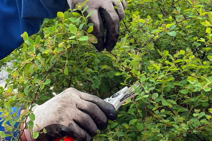 A person wearing gloves is using pruning shears to trim branches from a leafy green bush.
