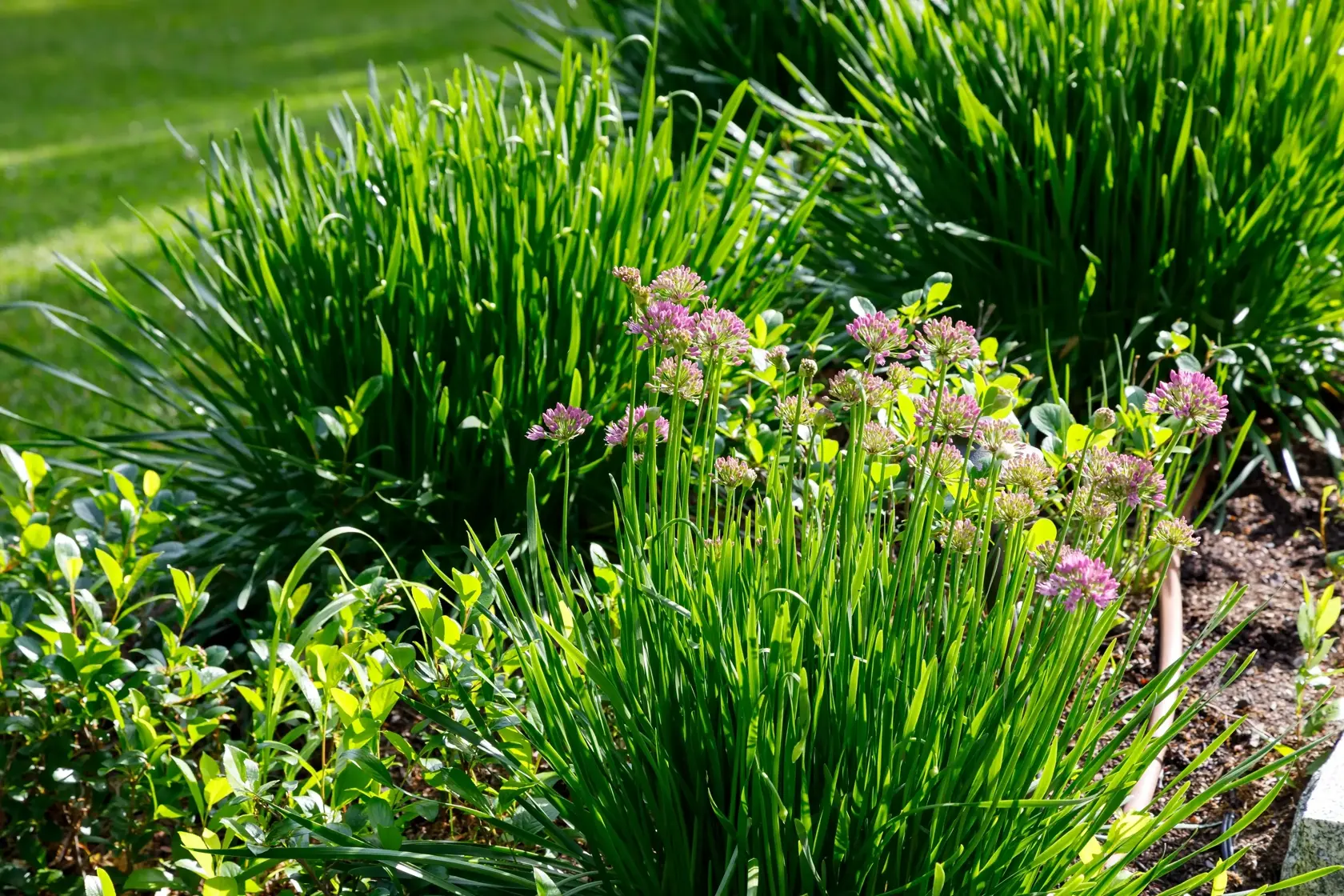 Clusters of green chive plants grow in a garden bed, with some showing small purple flowers. Sunlight highlights the lush, spiky leaves, and the background shows a grassy lawn.