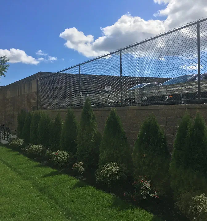 A row of small evergreen trees and shrubs grows along a grassy area beside a stone wall and chain-link fence, with parked cars and a building visible behind the fence under a partly cloudy sky.
