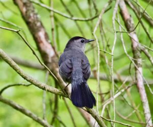 A small gray bird with a black cap sits on a branch among thin, leafless twigs in the garden, facing away but looking back. The background is a blur of green foliage.