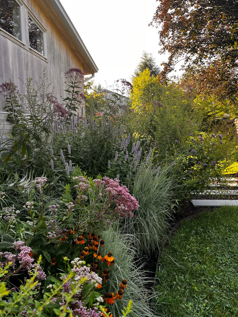 A lush garden filled with tall flowering plants and grasses in bloom, showcasing pink, purple, and orange flowers beside a wooden building, with sunlight filtering through trees in the background.