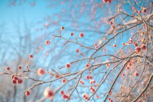 The Winter Garden: How to Keep Your New England Landscape Beautiful Year Round 5 Crabapple Copy