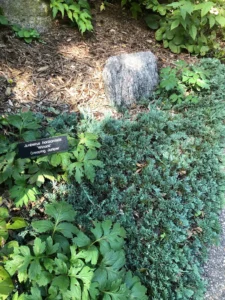 The Winter Garden: How to Keep Your New England Landscape Beautiful Year Round 5 Creeping Juniper