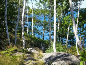 The Winter Garden: How to Keep Your New England Landscape Beautiful Year Round 2 White Birch