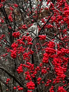 The Winter Garden: How to Keep Your New England Landscape Beautiful Year Round 3 Winterberry Holly 1