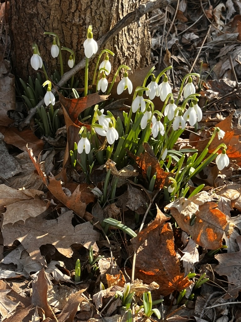 656B5FEE E819 4DBB AD2E 88C8A2FB9B30 1 105 c